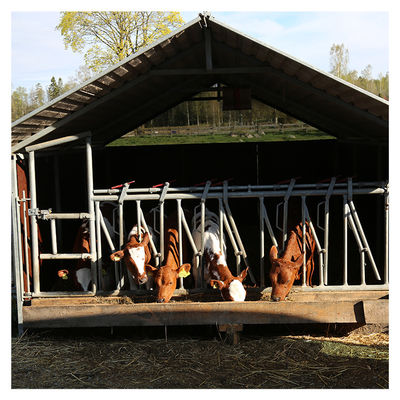 het Vee Hoofdslot van de staalpijp 0.75m/position voor Melkveehouderij het Voeden het Behandelen