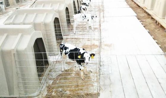 De alkali Bestand van het Kalfskonijnehokken van 98kg Zuivelspanwijdte Met lange levensuur