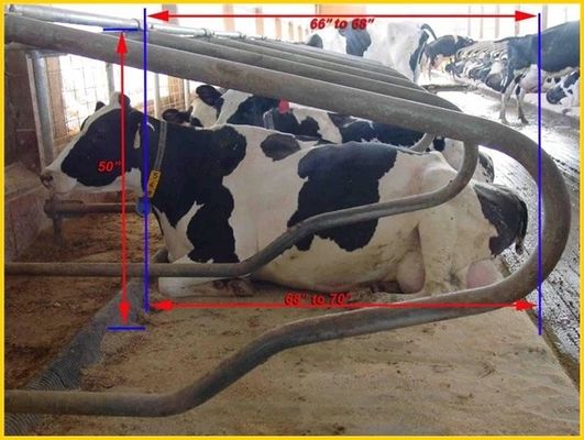 Hoofd - - hoofdtype1.30m/cow Omheining Cattle Free Stall Van regelbare grootte