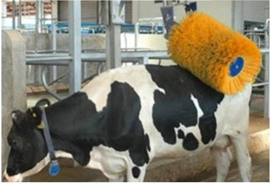 Van de het Materiaalkoe van het gevogeltefokken de Koe van de de Massageborstel Roterende het Scheren Borstel