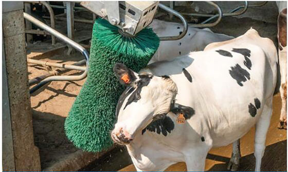 Van de het Materiaalkoe van het gevogeltefokken de Koe van de de Massageborstel Roterende het Scheren Borstel