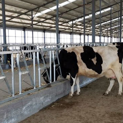 Duurzame 18kg-Hoogte 110cm Gemakkelijke Verrichting van het Koe de Hoofdslot