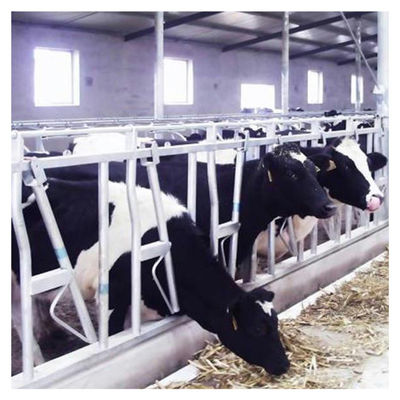 het Vee Hoofdslot van de staalpijp 0.75m/position voor Melkveehouderij het Voeden het Behandelen