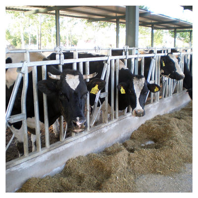 het Vee Hoofdslot van de staalpijp 0.75m/position voor Melkveehouderij het Voeden het Behandelen
