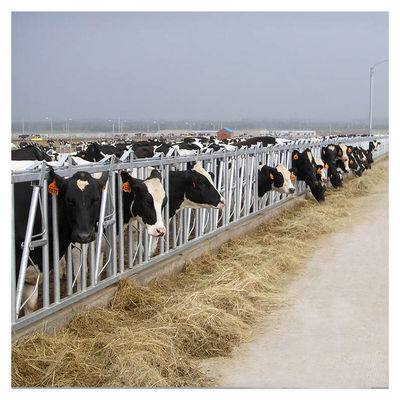het Vee Hoofdslot van de staalpijp 0.75m/position voor Melkveehouderij het Voeden het Behandelen