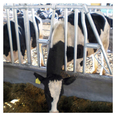het Vee Hoofdslot van de staalpijp 0.75m/position voor Melkveehouderij het Voeden het Behandelen