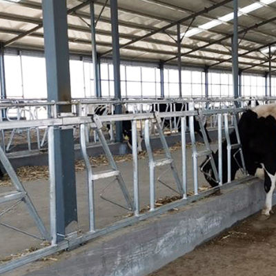 rust plaatsdikte 3mm Headlocks voor Slachtvee 8 Hoofdslot een reeks