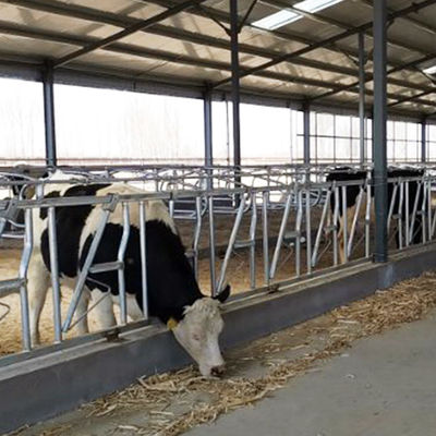 rust plaatsdikte 3mm Headlocks voor Slachtvee 8 Hoofdslot een reeks