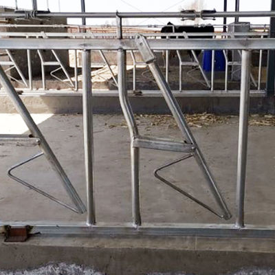 rust plaatsdikte 3mm Headlocks voor Slachtvee 8 Hoofdslot een reeks