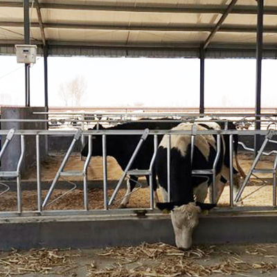 De flexibele Hoofd het Slot Melkveehouderij van de Veekoe heft Materiaal Zuivel het Voeden Materiaal op