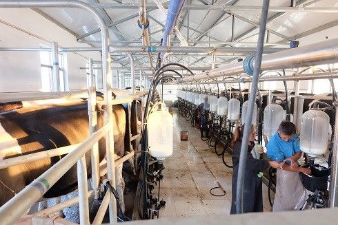 SS304 het Melkende Materiaal van de de Systemen Melkkoe van de visgraatwoonkamer